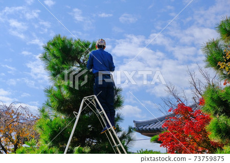Pruning work at an old temple in Nara 73759875