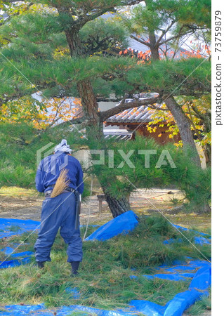 Pruning work at an old temple in Nara 73759879