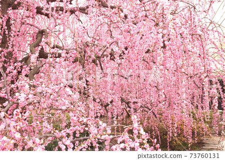 東十or澤的垂枝梅盛開 東十or澤的垂枝梅盛開 73760131