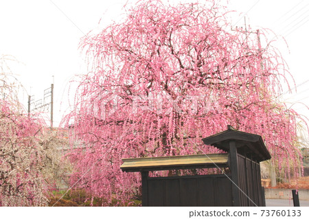 東十or澤的垂枝梅盛開 東十or澤的垂枝梅盛開 73760133