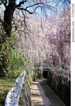 Weeping cherry tree in Sunagawabori, Kotesashi-cho, Tokorozawa 73760186