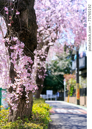 Weeping cherry tree in Sunagawabori, Kotesashi-cho, Tokorozawa 73760192