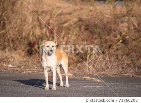 等狗 等狗 73760208