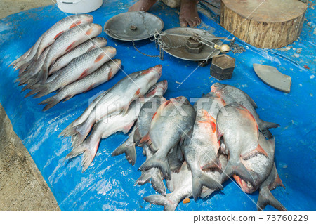 India_Open-air fishmonger landscape India_Open-air fishmonger landscape 73760229