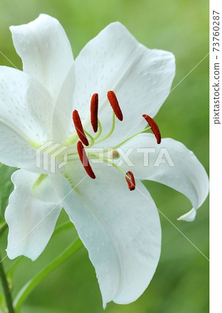 卡薩布蘭卡白色大花百合自然背景 73760287
