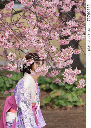 Cherry blossoms in full bloom, graduation season, female students in kimono Cherry blossoms in full bloom, graduation season, female students in kimono 73760555