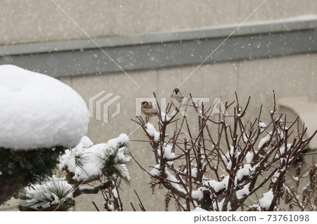 Sparrow in the snow Sparrow in the snow 73761098