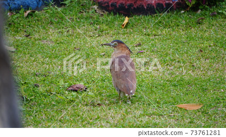 日本夜鷺散步 日本夜鷺散步 73761281