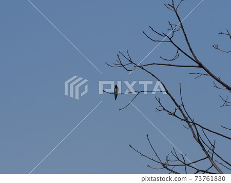 Swallow sits on tree in Goczalkowice in Poland 73761880