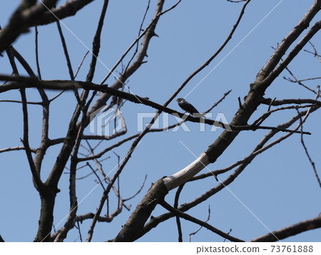 One swallow sits on tree in Goczalkowice in Poland 73761888