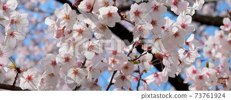 盛開的櫻花和藍天,日本美麗的春天風光 盛開的櫻花和藍天,日本美麗的春天風光 73761924