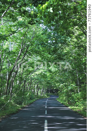 樹木隧道 樹木隧道 73761940