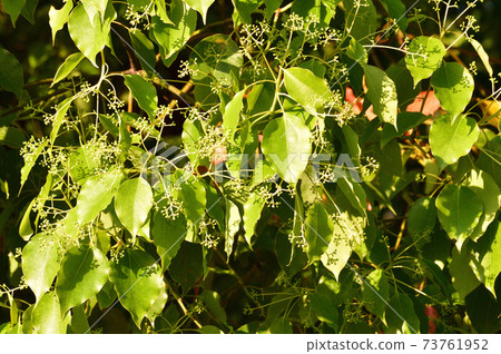 Photograph of camphor tree with many yellow-green leaves and buds taken in spring 73761952