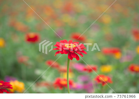 Red zinnia Red zinnia 73761966
