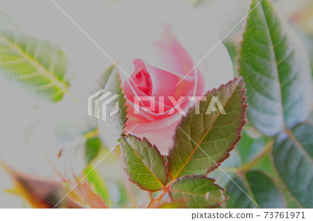花園裡的雨淋濕的花瓣設計 花園裡的雨淋濕的花瓣設計 73761971