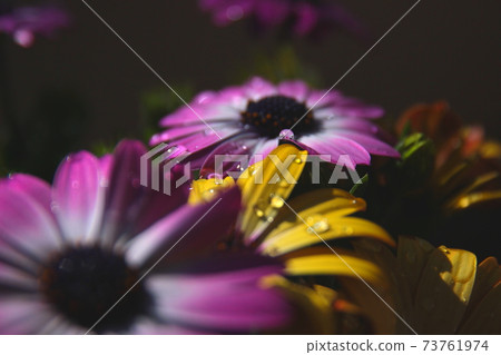 花園裡的雨淋濕的花瓣設計 花園裡的雨淋濕的花瓣設計 73761974