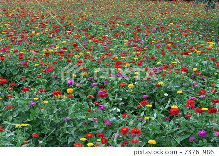 多彩的百日草田 73761986