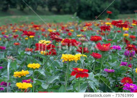Colorful zinnia fields Colorful zinnia fields 73761990