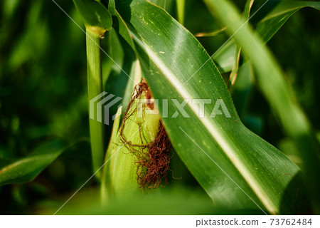 Close up of ear of corn in cornfield Close up of ear of corn in cornfield 73762484