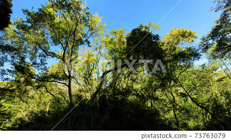 Unexplored region of Shonan Miura Peninsula Autumn in Koajiro no Mori, Miura City, Kanagawa Prefecture 73763079