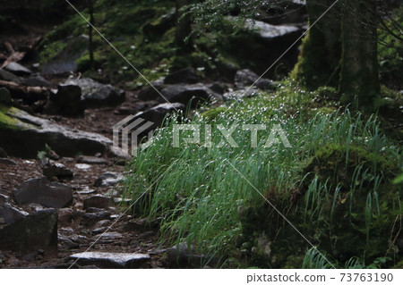 景觀/山路 73763190