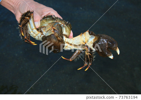 在秋天，在上游上升的中華絨螯蟹下降到微鹹水產卵。這是釣魚季節 73763194