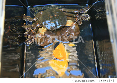 In autumn, the mitten crab, which had risen in the upper reaches, descends to brackish water for spawning. This is the fishing season In autumn, the mitten crab, which had risen in the upper reaches, descends to brackish water for spawning. This is the fishing season 73764171