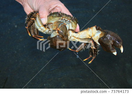 在秋天，在上游上升的中華絨螯蟹下降到微鹹水產卵。這是釣魚季節 73764173