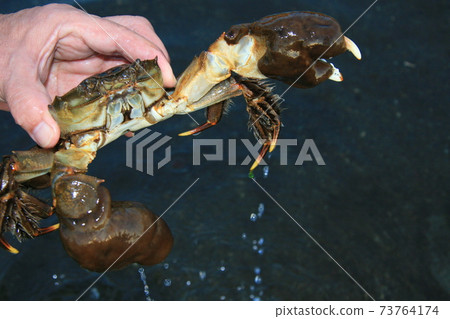 在秋天，在上游上升的中華絨螯蟹下降到微鹹水產卵。這是釣魚季節 73764174