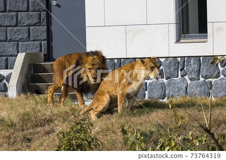 Tama Zoological Park Lion Tama Zoological Park Lion 73764319