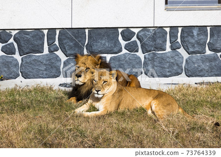 Tama Zoological Park Lion Tama Zoological Park Lion 73764339