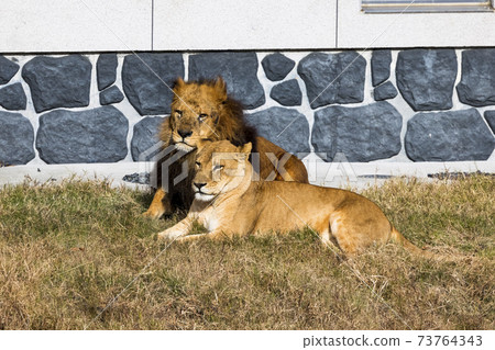 多摩動物公園獅子 73764343
