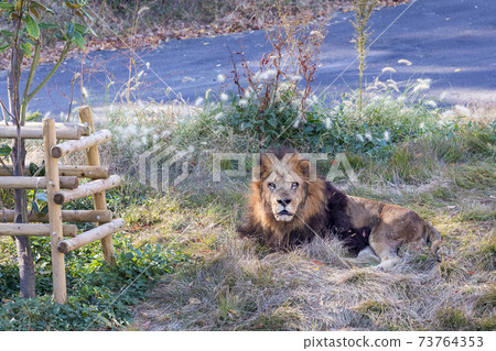 Tama Zoological Park Lion Tama Zoological Park Lion 73764353