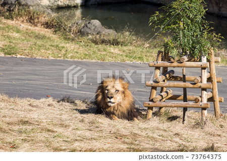 多摩動物公園獅子 73764375