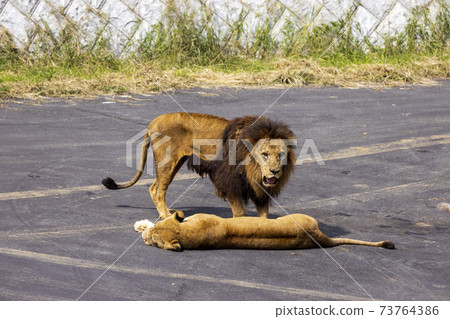 Tama Zoological Park Lion Tama Zoological Park Lion 73764386