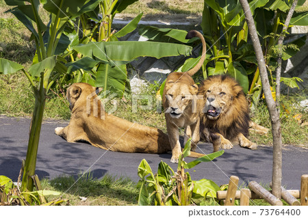 Tama Zoological Park Lion 73764400