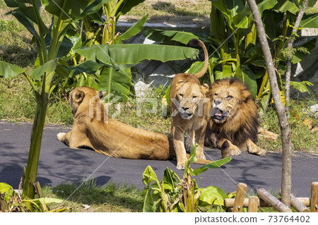 Tama Zoological Park Lion 73764402
