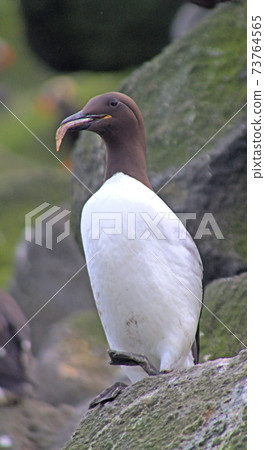 The Guillemot sits in vertical position The Guillemot sits in vertical position 73764565