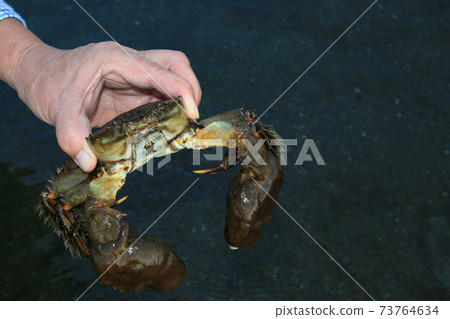 在秋天,在上游上升的中華絨螯蟹下降到微鹹水產卵。這是釣魚季節 在秋天,在上游上升的中華絨螯蟹下降到微鹹水產卵。這是釣魚季節 73764634