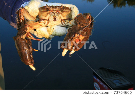 In autumn, the mitten crab, which had risen in the upper reaches, descends to brackish water for spawning. This is the fishing season 73764660