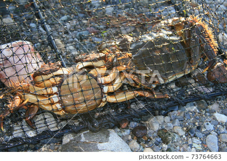In autumn, the mitten crab, which had risen in the upper reaches, descends to brackish water for spawning. This is the fishing season In autumn, the mitten crab, which had risen in the upper reaches, descends to brackish water for spawning. This is the fishing season 73764663