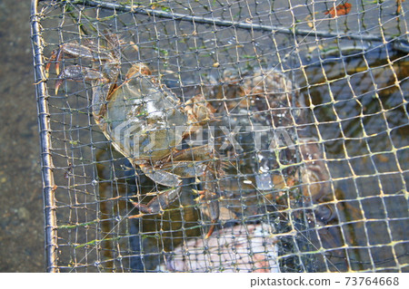 In autumn, the mitten crab, which had risen in the upper reaches, descends to brackish water for spawning. This is the fishing season In autumn, the mitten crab, which had risen in the upper reaches, descends to brackish water for spawning. This is the fishing season 73764668