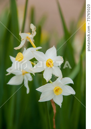 水仙花 靜岡縣川津市 照片素材 圖片 圖庫