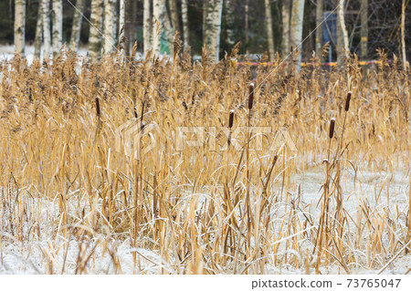 Frost hay landscape in winter nature Frost hay landscape in winter nature 73765047