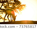 Sunset and deer 73765817
