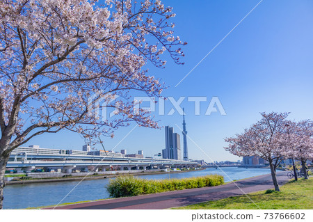 Tokyo Sky Tree and Sakura (Minamisenju Shioiri Park) 73766602
