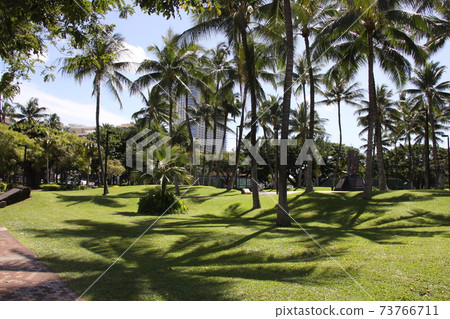 Palm trees and shade in Hawaii 73766711