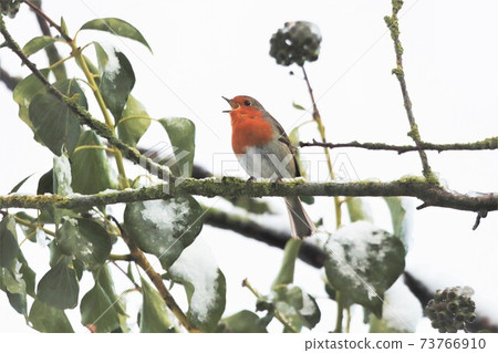 Robin singing on a snowy branch Robin singing on a snowy branch 73766910