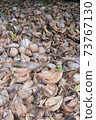 Coconut shell pile after peeling 73767130