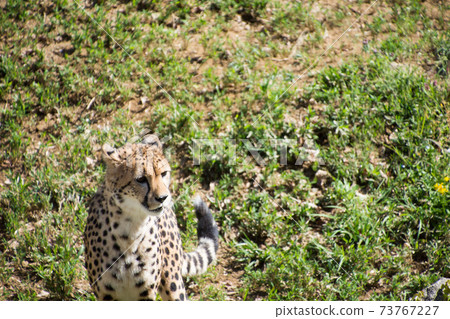 Cheetah Cheetah 73767227